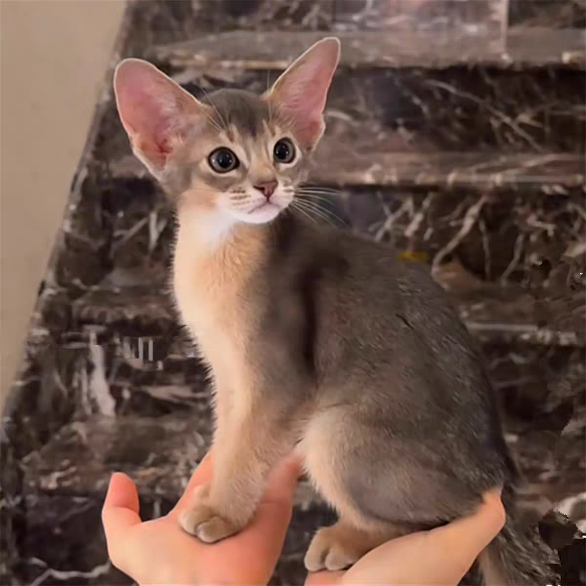 猫舍直销批发价格出售阿比西尼亚猫